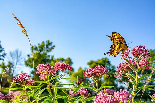 A butterfly resting on a plant near Stephen L Ruchlin DDS.