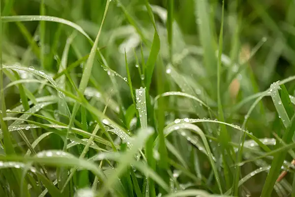 Close up of some green grass in the spring time, near Stephen L Ruchlin DDS.