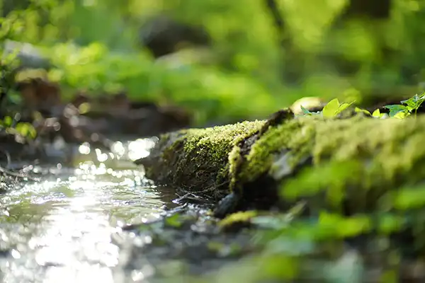 A bubbling stream in the woods near Stephen L Ruchlin DDS.