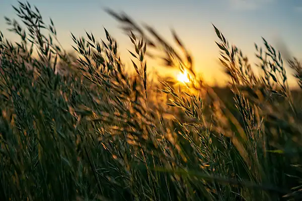 Close up of some tall grass in a field near Stephen L Ruchlin DDS.
